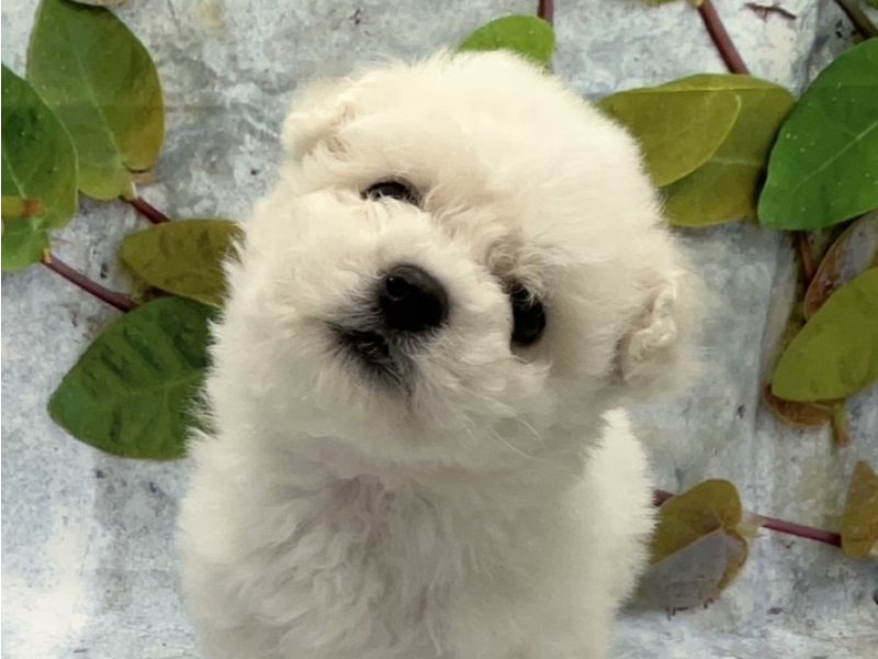 埼玉県のﾎﾞﾛﾆｰｽﾞﾋﾞｼｮﾝ【ﾋﾞｼｮﾝ×ﾎﾞﾛﾆｰｽﾞ】 (ワンラブカインズ北本店(FC)/2025年12月12日生まれ/女の子/ホワイト)の子犬