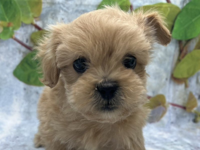 埼玉県のペキプー(ペキニーズ×プードル) (ワンラブカインズ北本店(FC)/2025年12月14日生まれ/男の子/アプリコット)の子犬