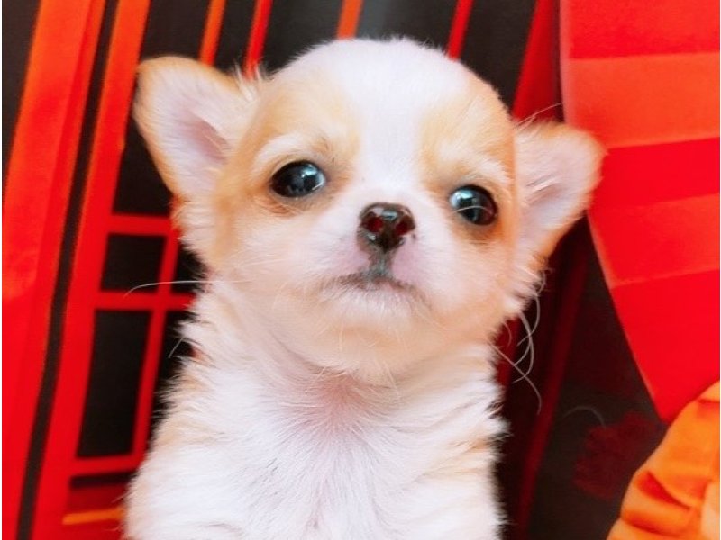 愛知県のチワワ(ロング) (ワンラブカインズ豊田四郷店(FC)/2025年12月9日生まれ/男の子/クリームホワイト)の子犬の1枚目の画像