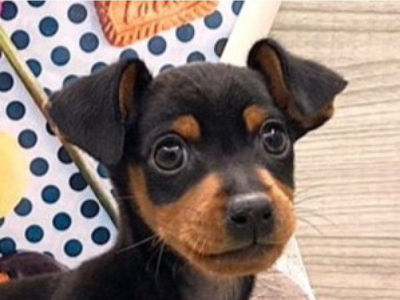 京都府のミニチュアピンシャー (ワンラブカインズ木津川店(FC)/2025年11月16日生まれ/女の子/ブラックタン)の子犬