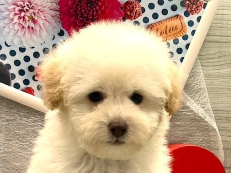 京都府のトイプードル(トイ) (ワンラブカインズ木津川店(FC)/2025年12月11日生まれ/男の子/ホワイト)の子犬