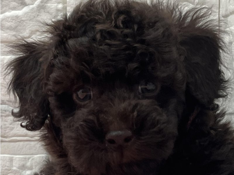 宮崎県のトイプードル(トイ) (ワンラブホームワイドプラス都城店(FC)/2025年12月13日生まれ/男の子/ブラウン)の子犬の1枚目の画像