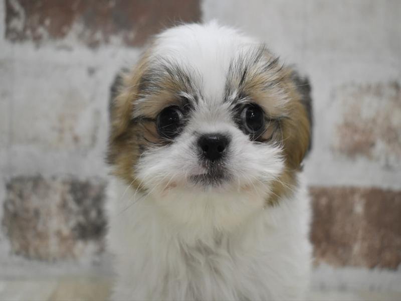 三重県のチワズー/チワシーズ(チワワ×シーズー) (ワンラブイオンタウン桑名新西方店/2025年12月17日生まれ/男の子/ホワイトゴールド)の子犬の1枚目の画像