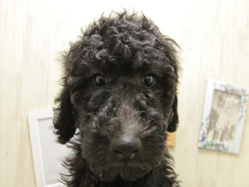 岐阜県のスタンダードプードル (ワンラブ関山王通り店(FC)/2025年12月22日生まれ/女の子/グレー)の子犬の1枚目の画像