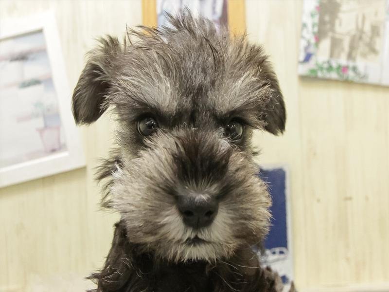 愛知県のミニチュアシュナウザー (ワンラブホームセンターバロー千音寺店(FC)/2025年12月22日生まれ/女の子/ソルトペッパー)の子犬の1枚目の画像