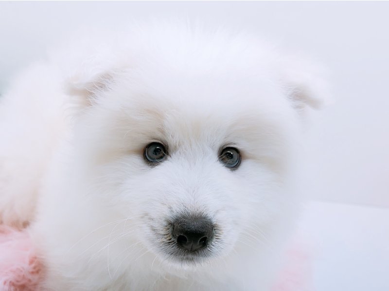 愛知県のサモエド (ワンラブカインズ小牧店(FC)/2025年12月12日生まれ/男の子/ホワイト)の子犬の1枚目の画像