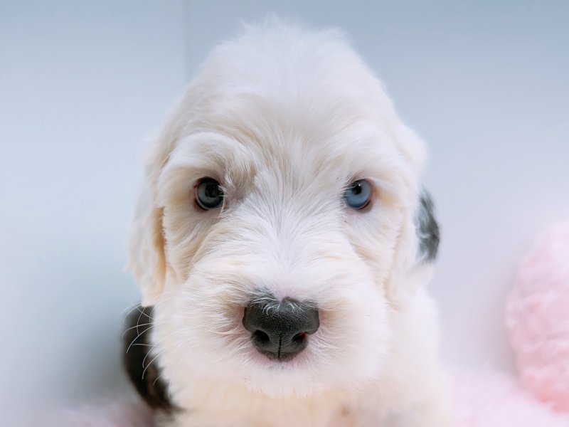 愛知県のオールドイングリッシュシープドッグ (ワンラブカインズ小牧店(FC)/2025年12月20日生まれ/男の子/ホワイトブラック)の子犬の1枚目の画像