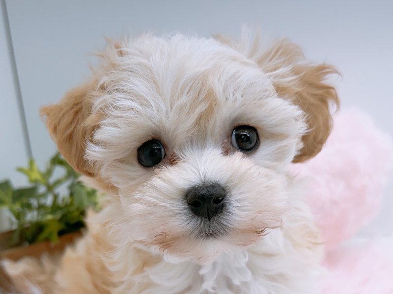 愛知県のマルプー(マルチーズ×プードル) (ワンラブカインズ小牧店(FC)/2025年12月20日生まれ/女の子/アプリコット)の子犬の1枚目の画像