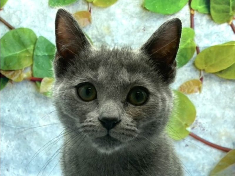 埼玉県のロシアンブルー (ワンラブカインズ北本店(FC)/2025年11月19日生まれ/女の子/ブルー)の子猫