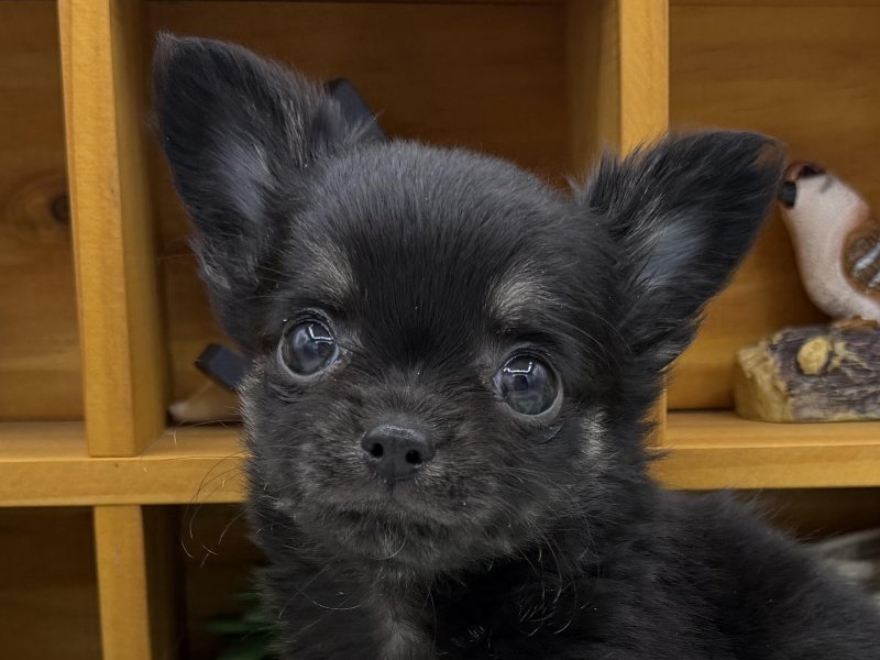 静岡県のチワワ(ロング) (ワンラブカインズ清水店(FC)/2025年12月17日生まれ/男の子/ブラックタン)の子犬の1枚目の画像