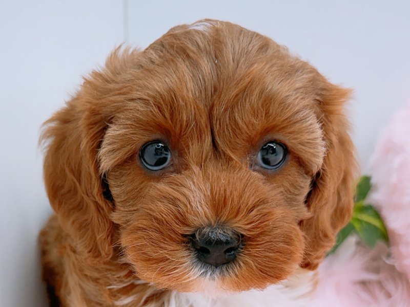 愛知県のキャバプー(キャバリア×プードル) (ワンラブカインズ小牧店(FC)/2025年12月27日生まれ/女の子/ルビーホワイト)の子犬の1枚目の画像