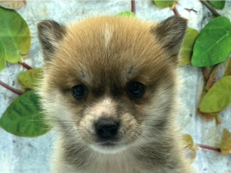 埼玉県のハーフ犬・ミックス犬 (ワンラブカインズ北本店(FC)/2025年12月27日生まれ/女の子/セーブルホワイト)の子犬