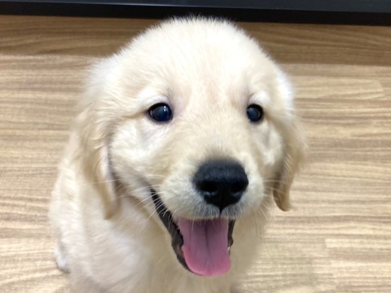 埼玉県のゴールデンレトリバー (ワンラブカインズ北本店(FC)/2025年12月12日生まれ/男の子/クリーム)の子犬