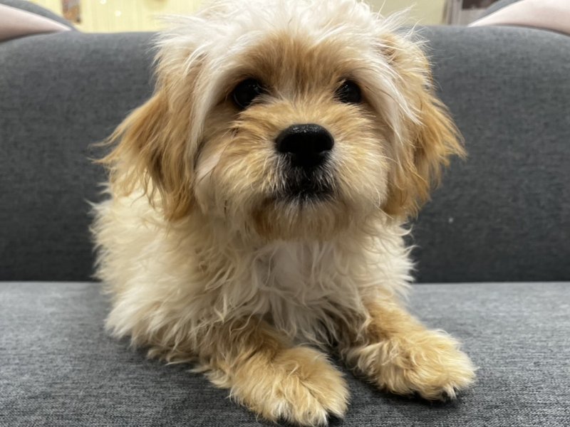 福岡県のペキプー(ペキニーズ×プードル) (ワンラブﾎｰﾑﾜｲﾄﾞ ﾍﾟｯﾄ＆ｸﾞﾘｰﾝ和白店(FC)/2025年9月27日生まれ/女の子/その他色)の子犬