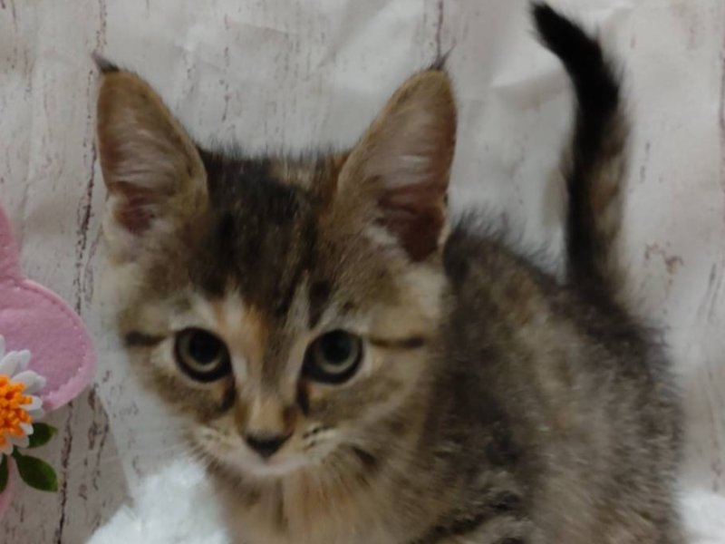 埼玉県のマンチカン (ワンラブカインズ羽生店(FC)/2025年12月24日生まれ/女の子/ブラウンパッチドタビー)の子猫の1枚目の画像