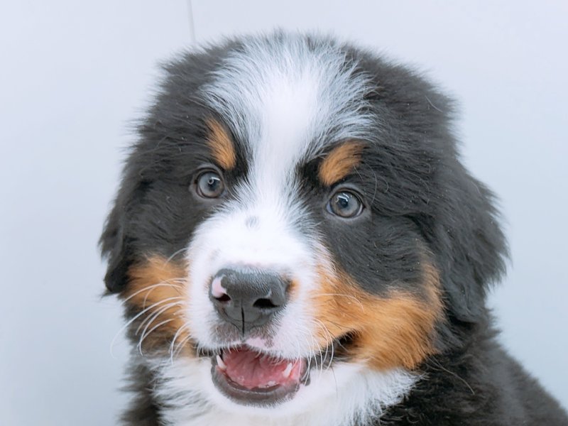 愛知県のバーニーズマウンテンドッグ (ワンラブカインズ小牧店(FC)/2026年1月3日生まれ/男の子/ブラックラストホワイト)の子犬の1枚目の画像