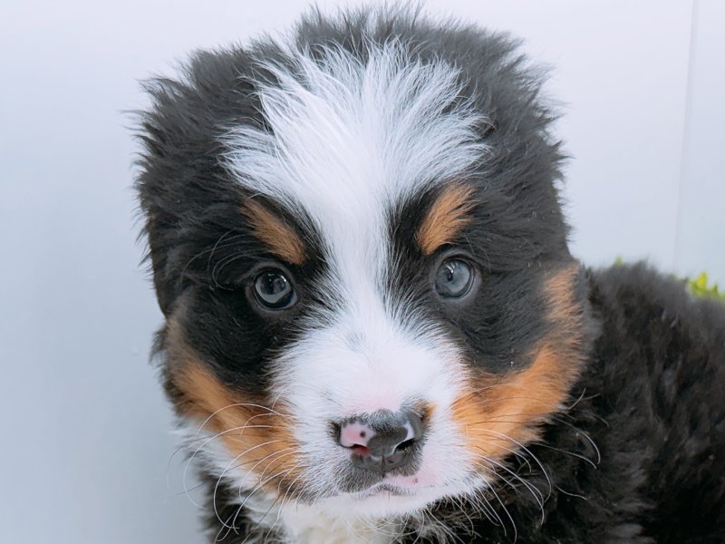 愛知県のバーニーズマウンテンドッグ (ワンラブカインズ小牧店(FC)/2026年1月3日生まれ/男の子/ブラックラストホワイト)の子犬の1枚目の画像