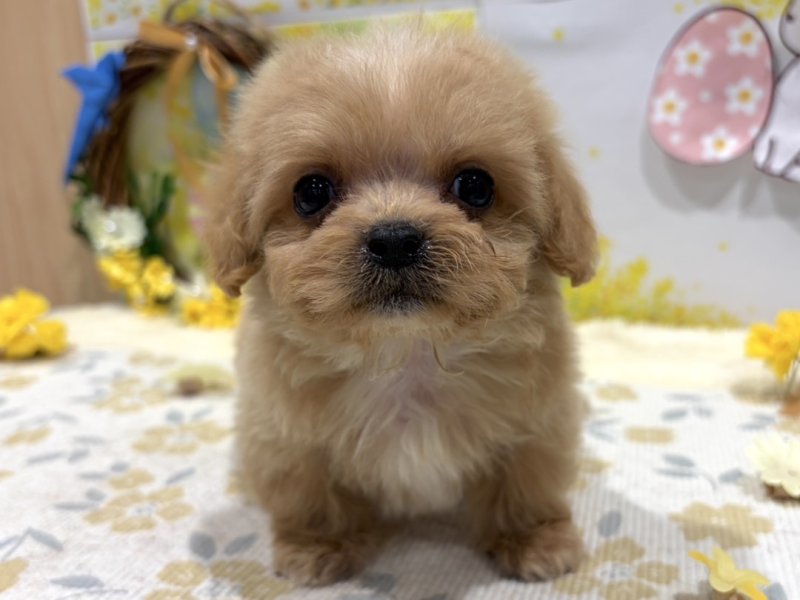 福島県のペキプー(ペキニーズ×プードル) (ワンラブカインズ会津若松店(FC)/2026年1月2日生まれ/男の子/アプリコット)の子犬