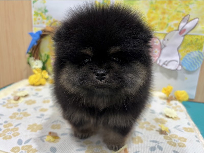 福島県のポメ柴/豆ポメ/ポメ豆柴(ポメラニアン×柴犬) (ワンラブカインズ会津若松店(FC)/2026年1月1日生まれ/男の子/ブラックタン)の子犬
