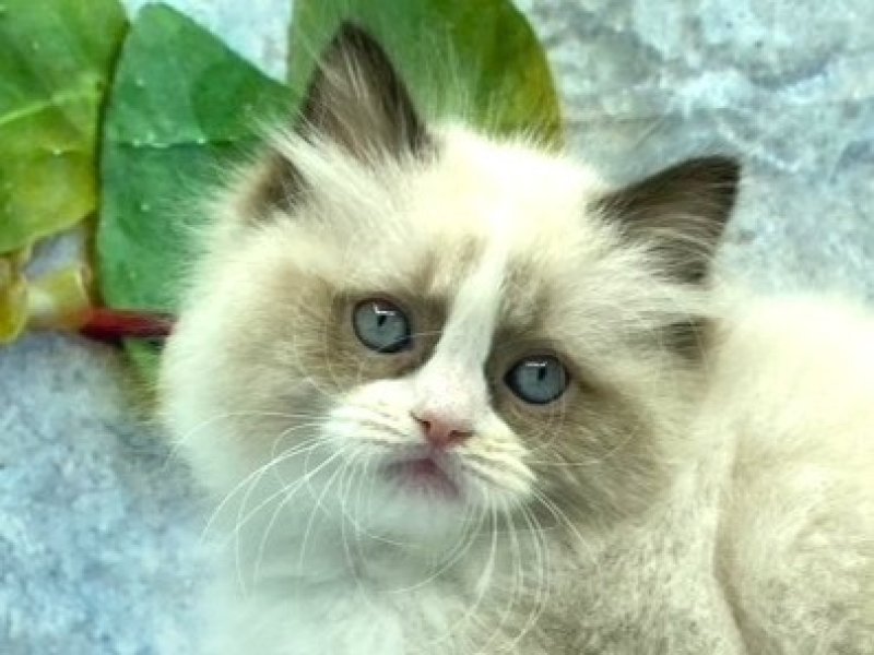 埼玉県のラグドール (ワンラブカインズ北本店(FC)/2026年1月3日生まれ/男の子/シールポイントバイカラー)の子猫の1枚目の画像