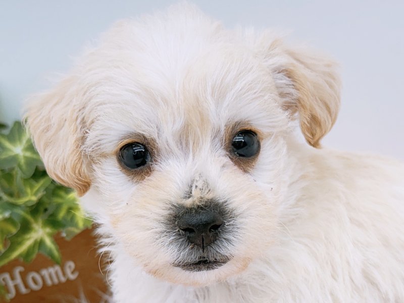 愛知県のハーフ犬・ミックス犬 (ワンラブペッツビレッジ アピタ木曽川店(FC)/2026年1月8日生まれ/男の子/クリーム)の子犬の1枚目の画像