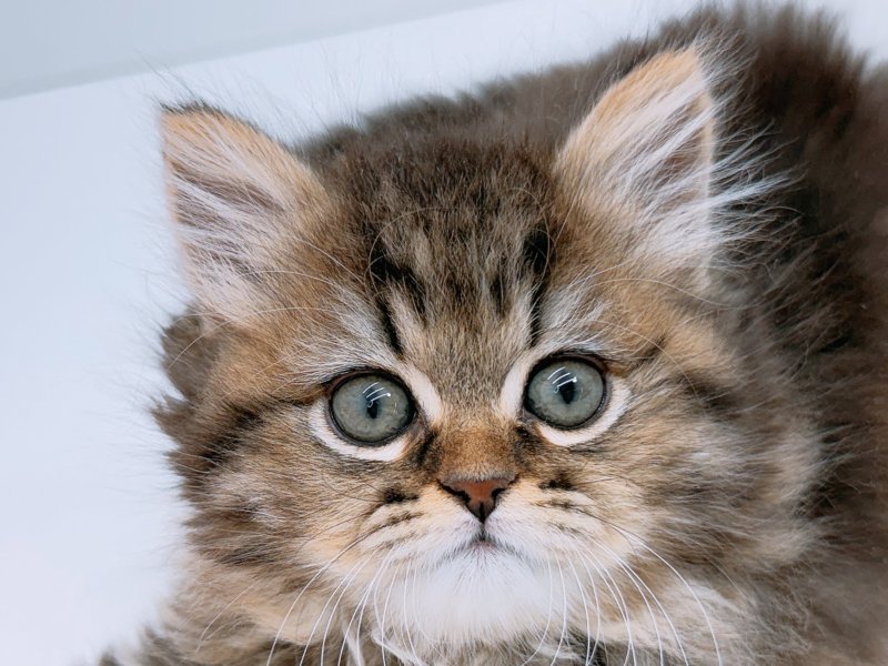 愛知県のミヌエット (ワンラブカインズ小牧店(FC)/2026年1月3日生まれ/女の子/チンチラゴールデン)の子猫の1枚目の画像