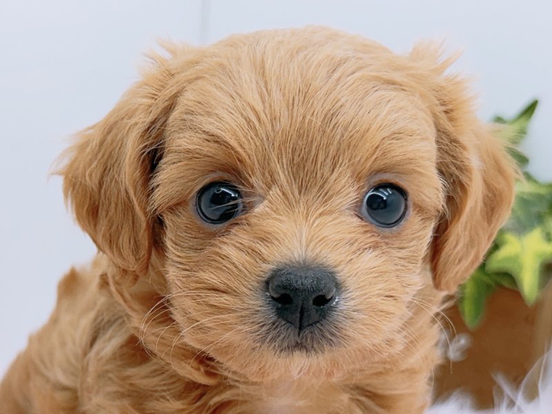 愛知県のチワプー/プーチー(チワワ×プードル) (ワンラブカインズ小牧店(FC)/2026年1月9日生まれ/女の子/アプリコット)の子犬の1枚目の画像