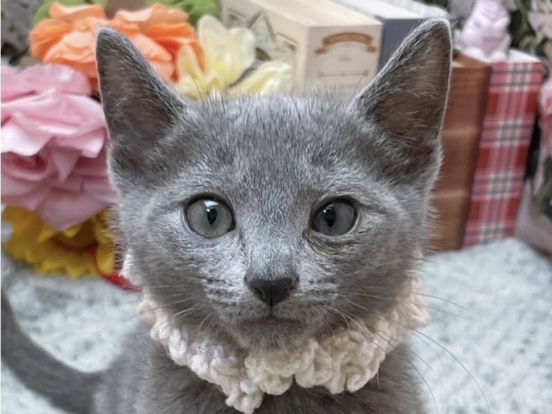 岐阜県のロシアンブルー (ワンラブホームセンターバロー北方店(FC)/2026年1月3日生まれ/男の子/ブルー)の子猫の1枚目の画像