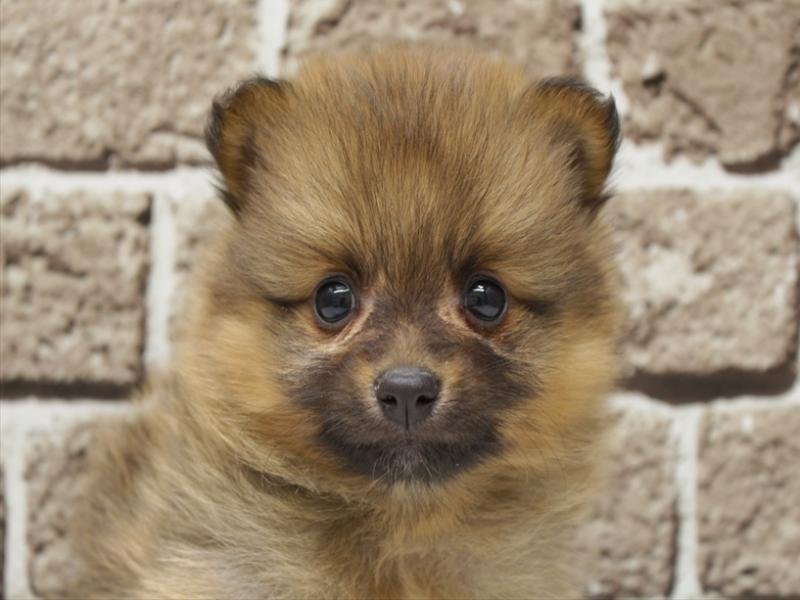 島根県のポメラニアン (ワンラブアクロスガーデン松江乃白店/2026年1月11日生まれ/男の子/オレンジ)の子犬の1枚目の画像