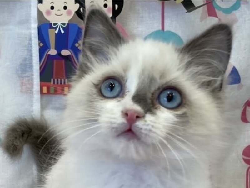 福岡県のラグドール (ワンラブペットワイド若松店(FC)/2025年12月16日生まれ/男の子/ブルーポイントバイカラー)の子猫の1枚目の画像