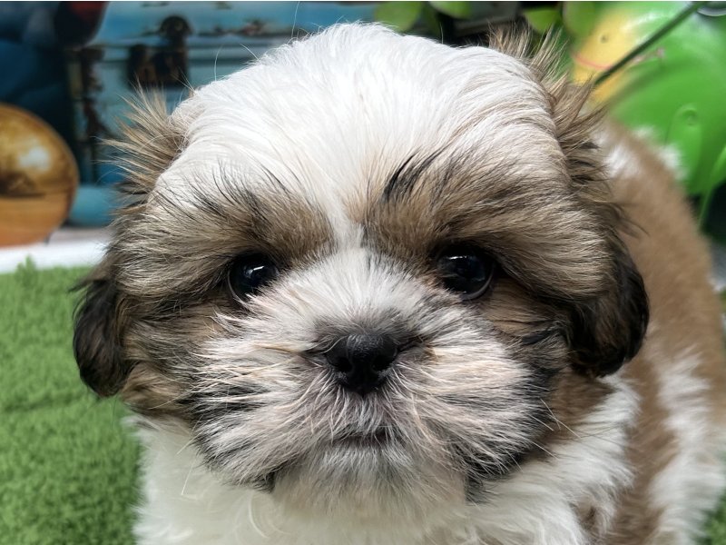 福岡県のシーズー (ワンラブﾎｰﾑﾜｲﾄﾞ ﾍﾟｯﾄ＆ｸﾞﾘｰﾝ和白店(FC)/2025年12月27日生まれ/男の子/ゴールドホワイト)の子犬の1枚目の画像