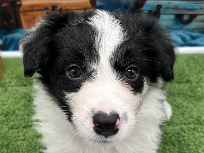 福岡県のボーダーコリー (ワンラブﾎｰﾑﾜｲﾄﾞ ﾍﾟｯﾄ＆ｸﾞﾘｰﾝ和白店(FC)/2026年1月13日生まれ/男の子/ブルーマール)の子犬の1枚目の画像