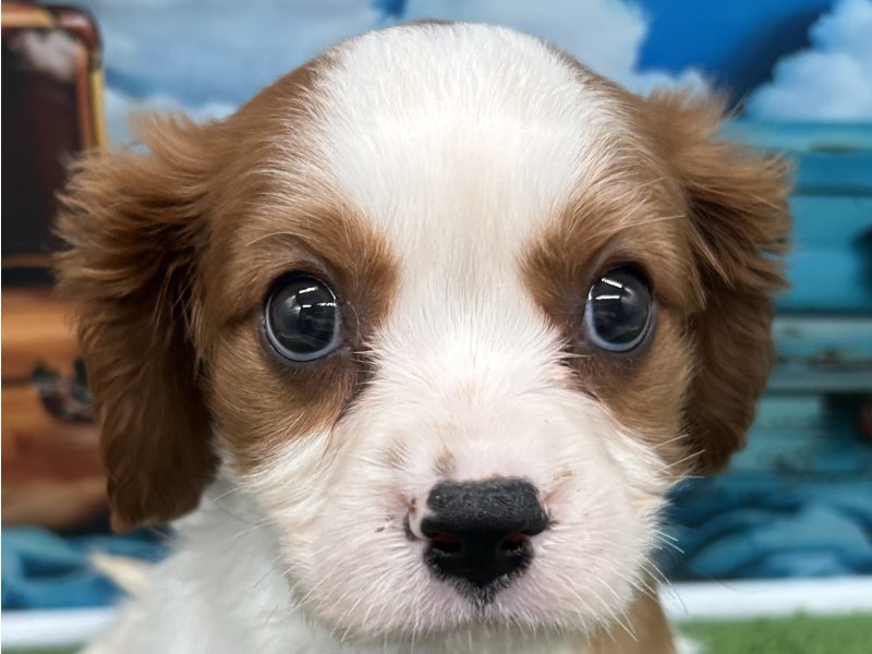 福岡県のキャバリアキングチャールズスパニエル (ワンラブﾎｰﾑﾜｲﾄﾞ ﾍﾟｯﾄ＆ｸﾞﾘｰﾝ和白店(FC)/2026年1月13日生まれ/男の子/ブレンハイム)の子犬の1枚目の画像