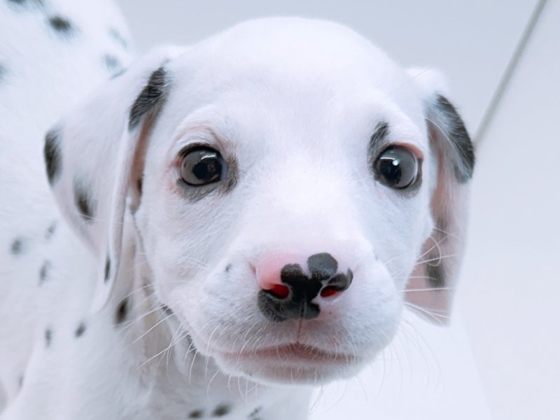 愛知県のダルメシアン (ワンラブカインズ小牧店(FC)/2026年1月10日生まれ/男の子/ブラックホワイト)の子犬の1枚目の画像