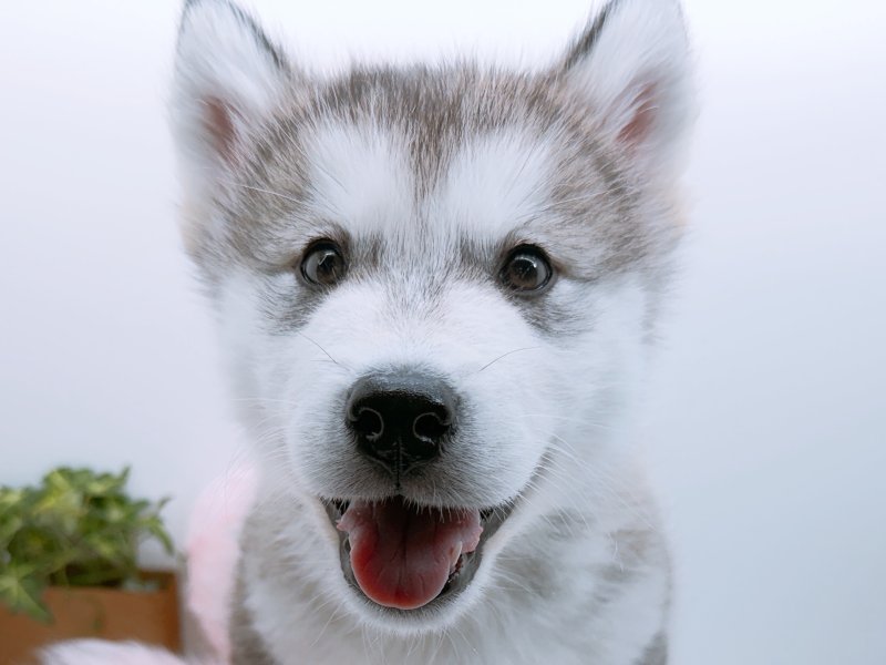 愛知県のアラスカンマラミュート (ワンラブカインズ小牧店(FC)/2026年1月17日生まれ/男の子/シルバーホワイト)の子犬の1枚目の画像