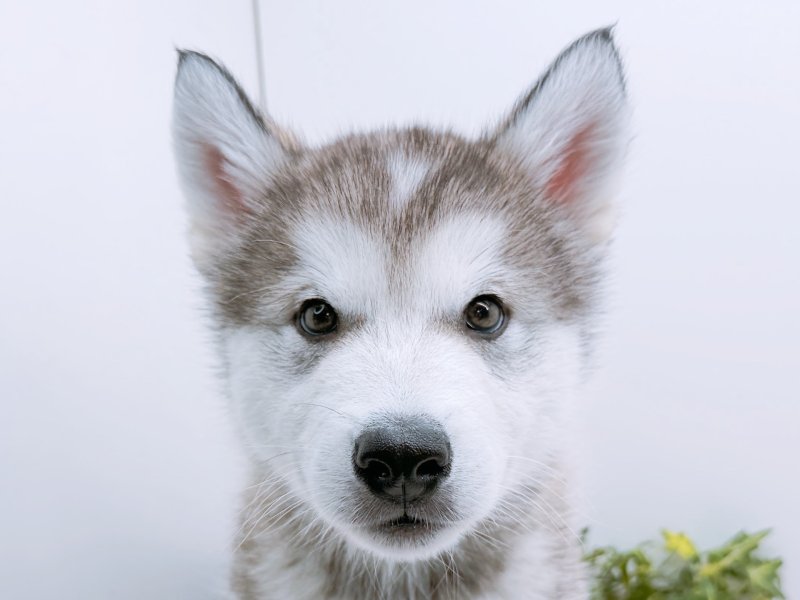 愛知県のアラスカンマラミュート (ワンラブペッツビレッジ アピタ木曽川店(FC)/2026年1月17日生まれ/男の子/シルバーホワイト)の子犬の1枚目の画像