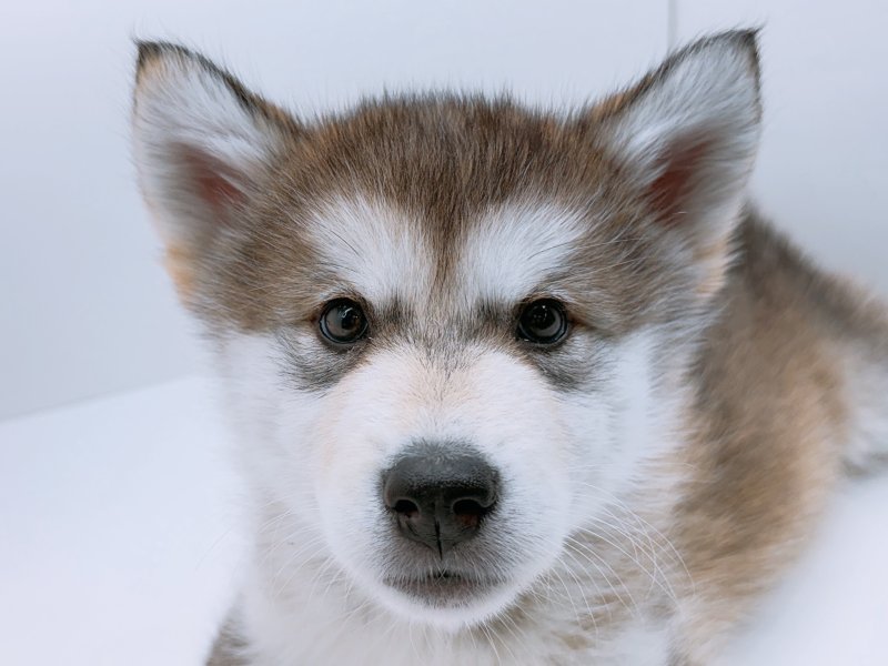 愛知県のアラスカンマラミュート (ワンラブカインズ小牧店(FC)/2026年1月17日生まれ/女の子/シルバーホワイト)の子犬の1枚目の画像