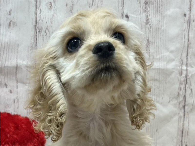 埼玉県のアメリカンコッカースパニエル (ワンラブカインズ羽生店(FC)/2025年12月21日生まれ/男の子/バフ)の子犬の1枚目の画像