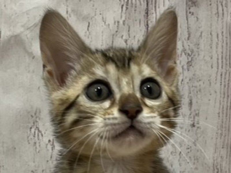 埼玉県のベンガル (ワンラブカインズ羽生店(FC)/2026年1月14日生まれ/女の子/ブラウンスポットタビー)の子猫の1枚目の画像