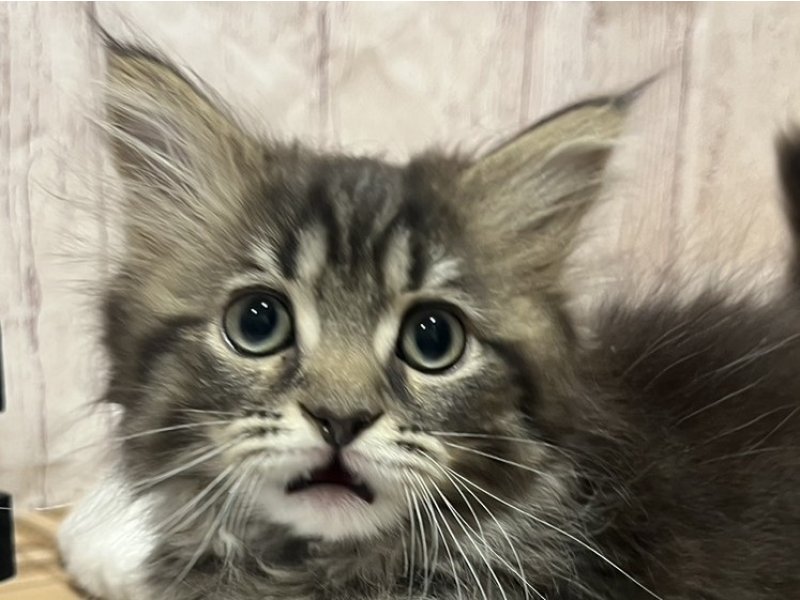 埼玉県のサイベリアン (ワンラブカインズ羽生店(FC)/2026年1月9日生まれ/女の子/ブラウンタビー)の子猫