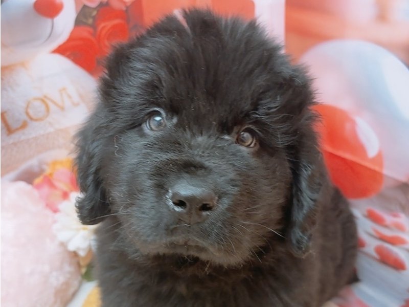 愛知県のニューファンドランド (ワンラブカインズ豊田四郷店(FC)/2026年1月17日生まれ/男の子/ブラック)の子犬の1枚目の画像