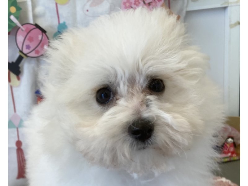 福岡県のポメビション(ポメラニアン×ビションフリーゼ) (ワンラブペットワイド若松店(FC)/2025年11月25日生まれ/男の子/クリーム)の子犬