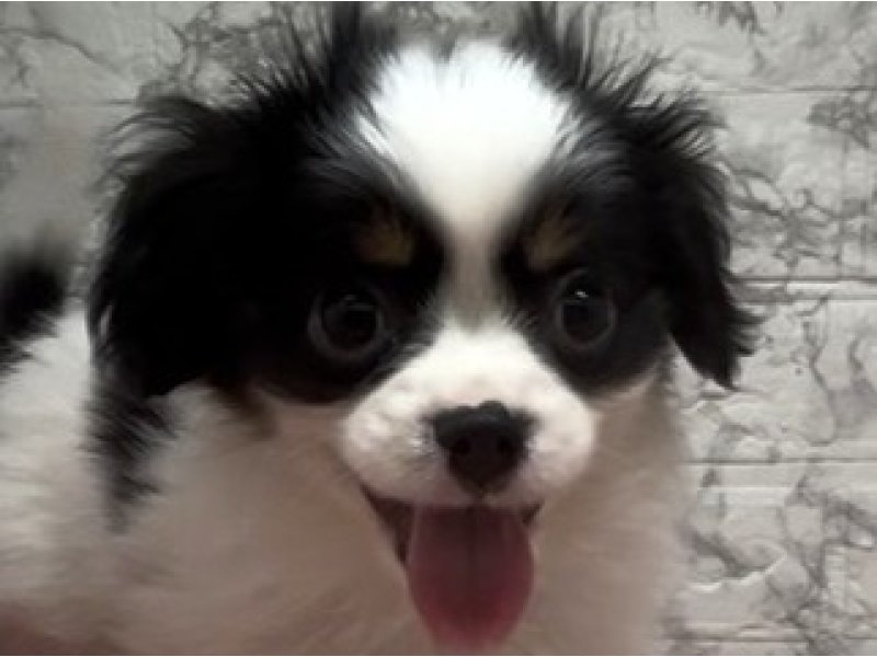 宮崎県のハーフ犬・ミックス犬 (ワンラブホームワイドプラス都城店(FC)/2026年1月6日生まれ/男の子/トライカラー)の子犬の1枚目の画像