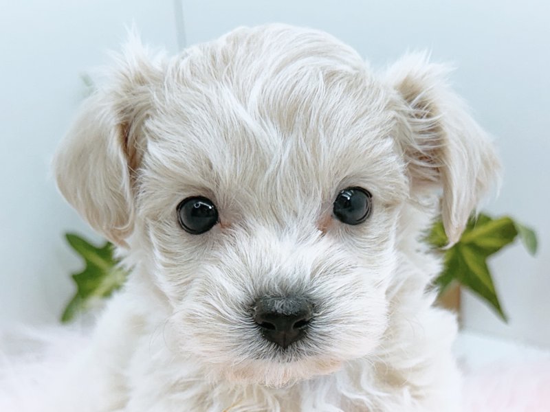 愛知県のマルプー(マルチーズ×プードル) (ワンラブカインズ小牧店(FC)/2026年1月22日生まれ/女の子/アプリコット)の子犬の1枚目の画像