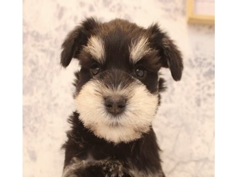 東京都のミニチュアシュナウザー (ワンラブカインズ八王子長房店/2026年1月21日生まれ/男の子/ブラックシルバー)の子犬