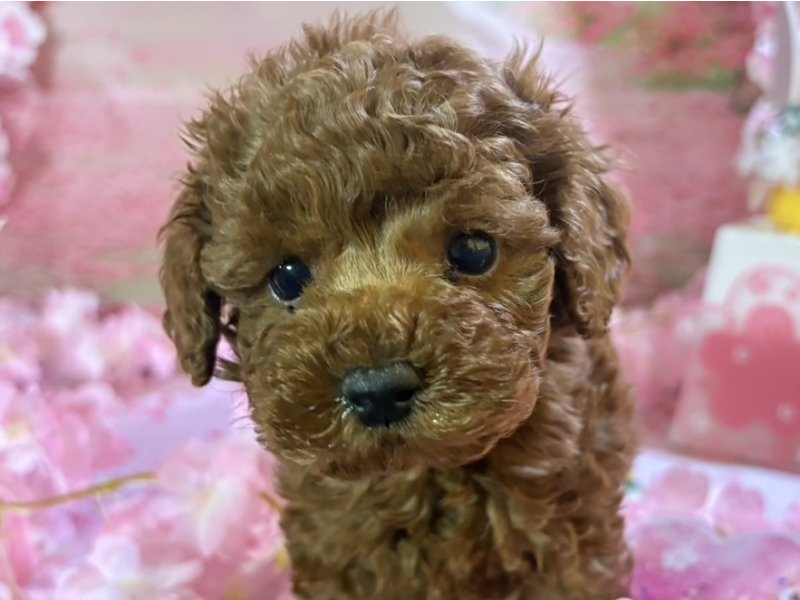 新潟県のトイプードル(トイ) (ワンラブフレスポ赤道店(FC)/2026年1月24日生まれ/男の子/レッド)の子犬