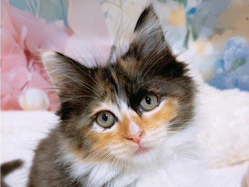 大阪府のメインクーン (ワンラブカインズ太子店(FC)/2026年1月25日生まれ/女の子/トーティーシェルホワイト)の子猫の1枚目の画像