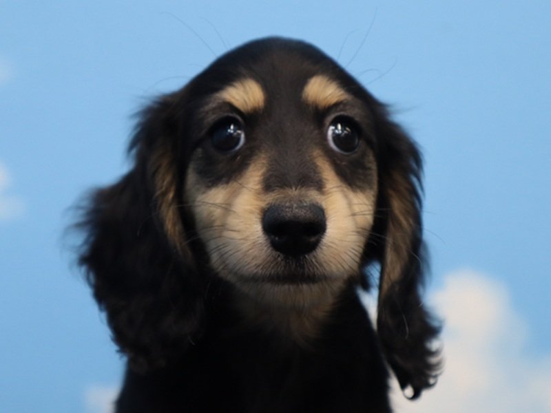 三重県のミニチュアダックスフンド(ロング) (ワンラブカインズ明和店(FC)/2026年1月25日生まれ/女の子/ブラックイエロー)の子犬の1枚目の画像