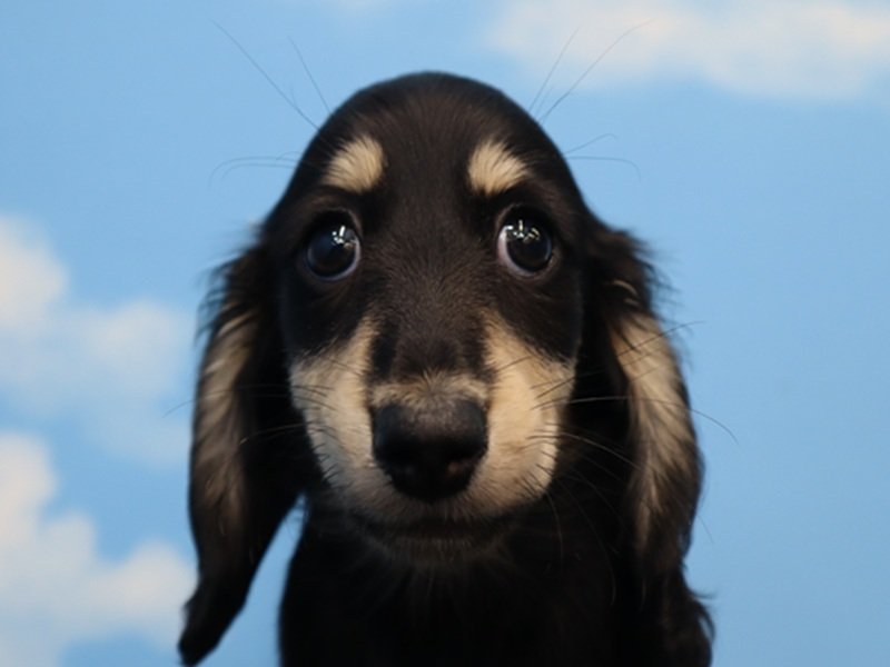 愛知県のミニチュアダックスフンド(ロング) (ワンラブドン・キホーテ緑店(FC)/2026年1月25日生まれ/女の子/ブラックイエロー)の子犬の1枚目の画像