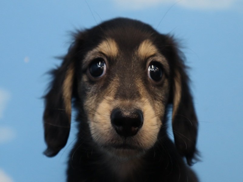 三重県のミニチュアダックスフンド(ロング) (ワンラブバローミタス伊勢店(FC)/2026年1月25日生まれ/女の子/ブラックイエロー)の子犬の1枚目の画像